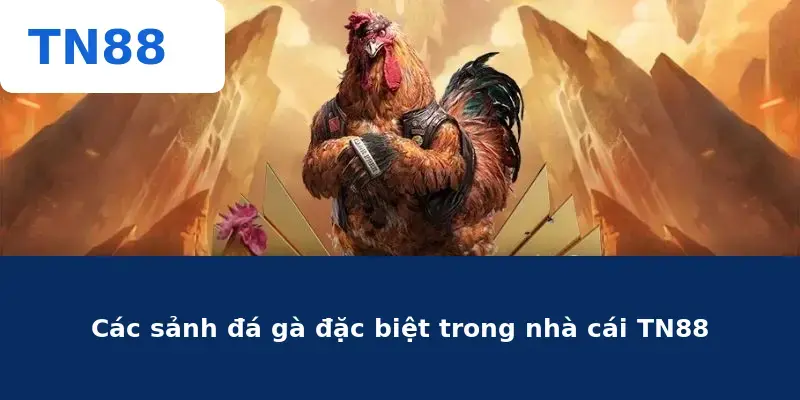 Các sảnh đá gà đặc biệt trong nhà cái TN88