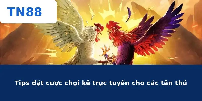 Tips đặt cược chọi kê trực tuyến cho các tân thủ